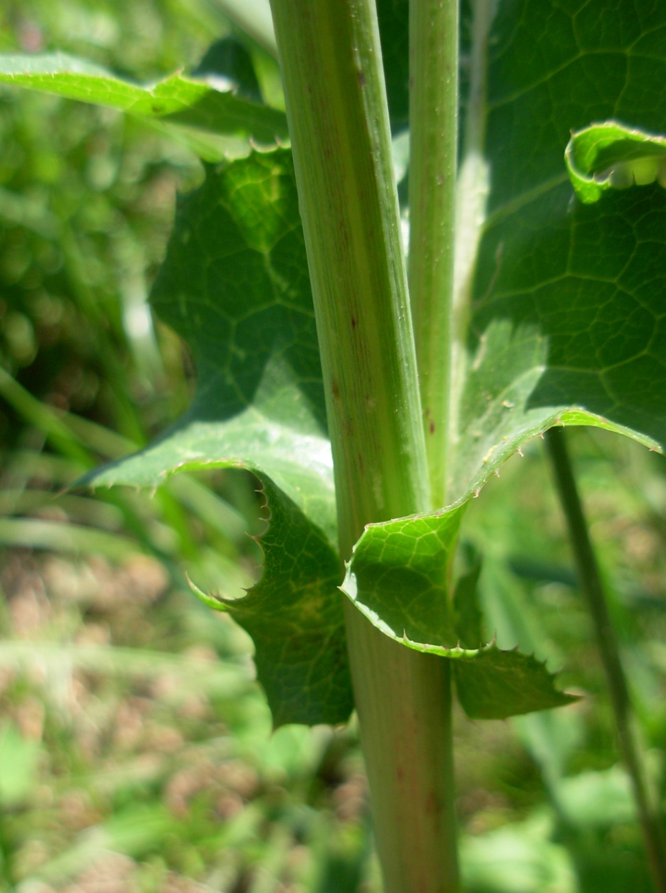 Sonchus arvensis L. subsp. arvensis / Grespino dei campi